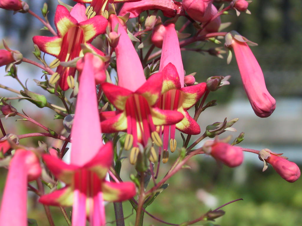 Phygelius capensis Fanfare 03.jpg